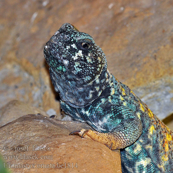 Pichľavec zdobený Uromastyx ornata Ornate Mastigure Bunter Dornschwanz Украшенный шипохвост Trnorep zdobený Biczogon ozdobny