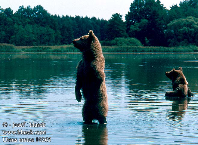 Ursus arctos Brown Bear Braunbär Oso pardo Medvěd hnědý