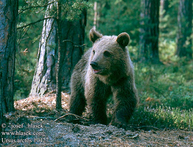 Ursus arctos Bruine Beer karhu barna medve Pruunkaru karu brūnais