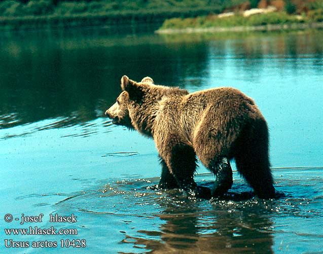 Ursus arctos Pruunkaru karu brūnais lācis lokys Boz ayı