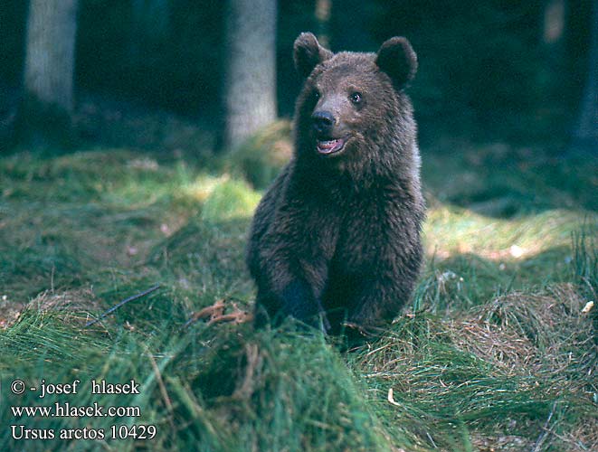 Ursus arctos Кафява мечка Ós bru Urs Ours Brun