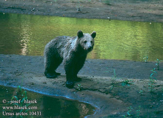 Ursus arctos 불곰 Smeđi medvjed דוב חום Rudasis lokys