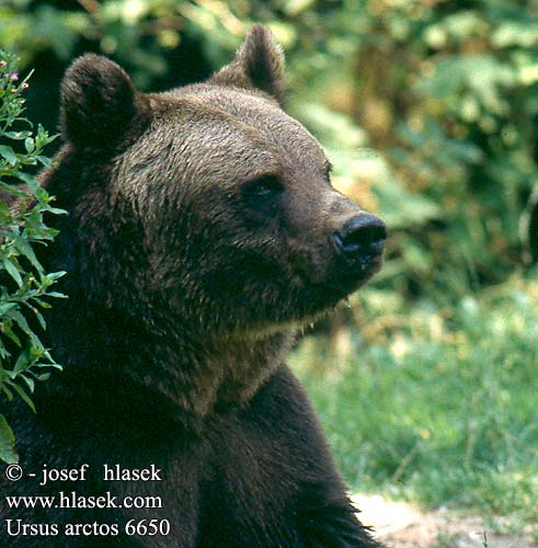 Ursus arctos 6650 UK: Brown Bear FR: Ours brun DE: Braunbär ES: Oso pardo CZ: medvěd hnědý PL: Niedźwiedź brunatny SK: Medveď hnedý IT: Orso bruno NL: Bruine Beer FI: karhu HU: barna medve EE: Pruunkaru karu LV: brūnais lācis TR: Boz ayı  BG: Кафява мечка CA: Ós bru DK: Brun bjørn KO: 불곰 HR: Smeđi medvjed HE: דוב חום LT: Rudasis lokys JA: ヒグマ NO: Brunbjørn PT: Urso-pardo RO: Urs brun RU: Бурый медведь SL: Rjavi medved UO: Бурий ведмідь CN: 棕熊