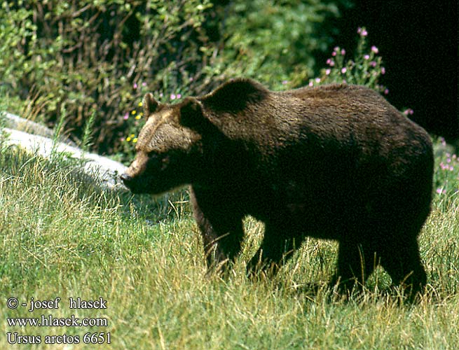 Ursus arctos Бурый медведь Rjavi medved