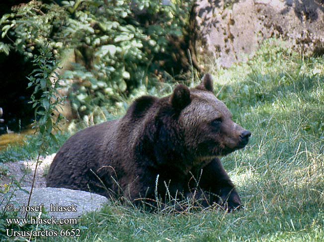 Ursus arctos 棕熊 Brown Bear Braunbär Oso pardo