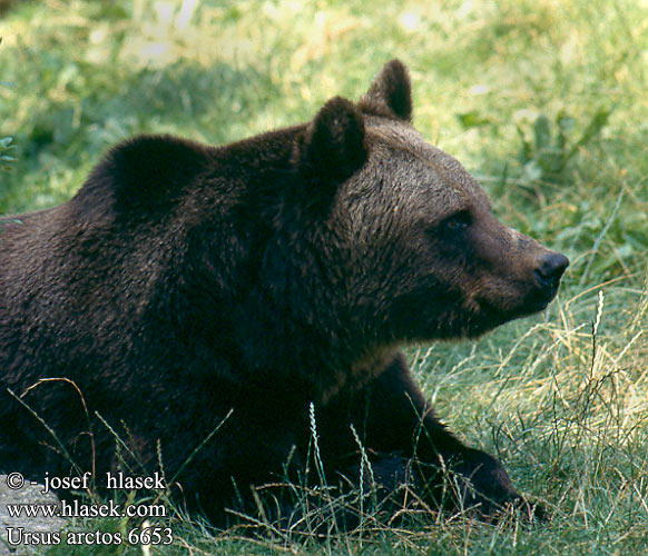 Ursus arctos Braunbär Oso pardo Medvěd hnědý