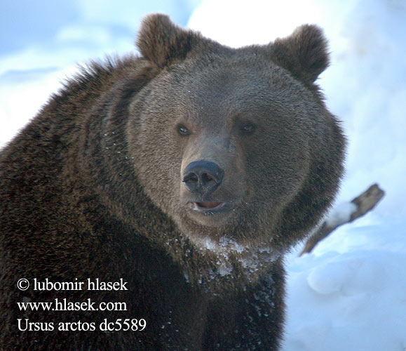 Ursus arctos Niedźwiedź brunatny Medveď hnedý