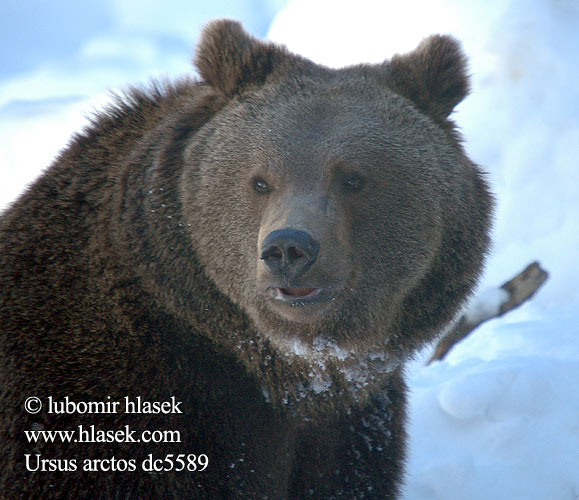 Ursus arctos dc5589