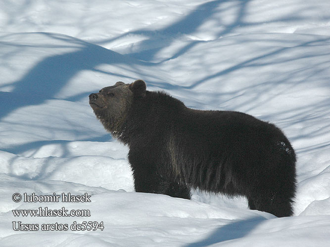 Ursus arctos Orso bruno Bruine Beer karhu barna medve