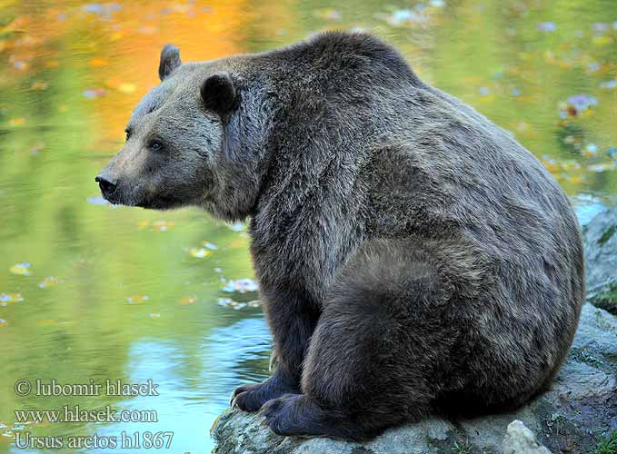 Кафява мечка Ós bru Urs Ours Brun bjørn 불곰