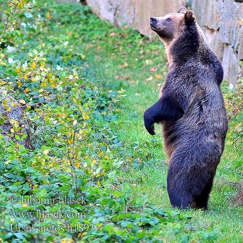 Rudasis lokys ヒグマ Brunbjørn Urso-pardo Бурый