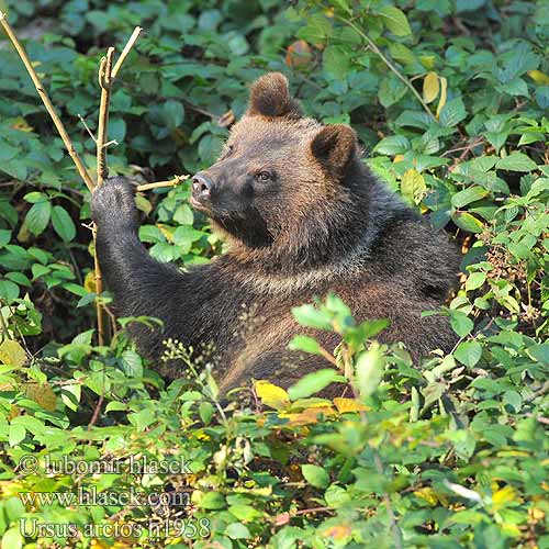棕熊 Ursus arctos Brown Bear Braunbär Oso pardo Medvěd hnědý