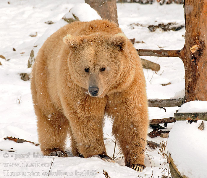 Ursus arctos isabellinus Himalayan brown bear Medvěd plavý