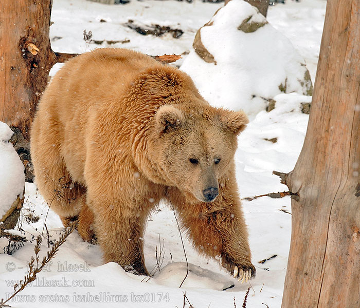 Isabellbär Тяньшанский бурый медведь Ours Isabelle Isabelbeer