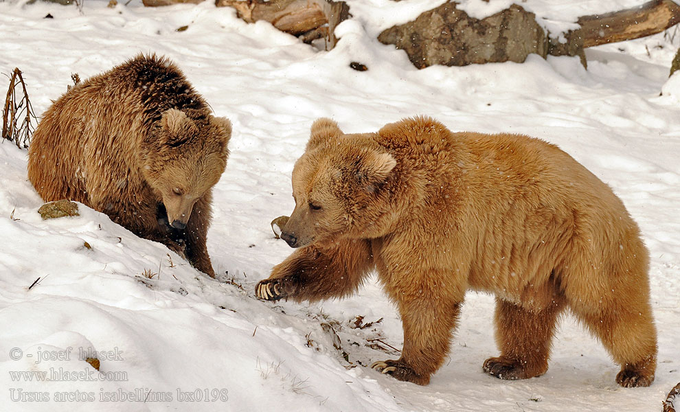 Oso pardo Himalaya 喜瑪拉雅棕熊 Orso bruno himalayano