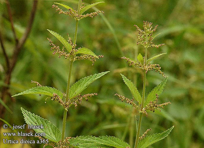 Urtica dioica Stor Nælde Stinging nettle Urtica dioica Nokkonen