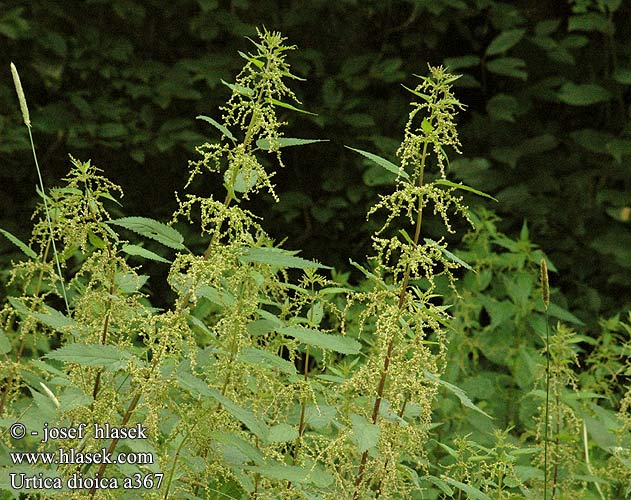 Urtica dioica Grande ortie Pokrzywa zwyczajna Pŕhľava dvojdomá