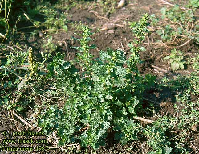 Urtica urens Кропива жалка Annual Nettle Small Burning