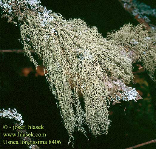 Usnea longissima