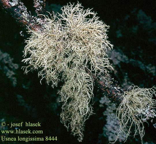 Usnea longissima