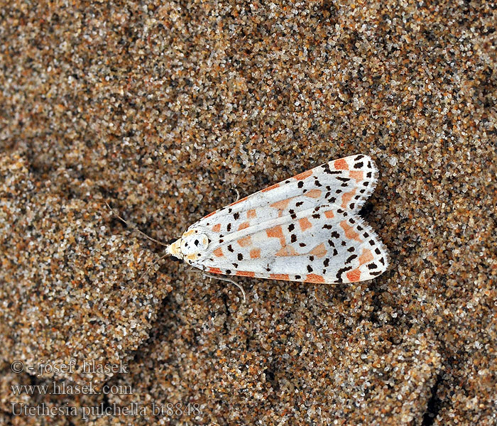 Crimson-speckled Flunkey Медведица точечная Pstrokówka nadobna