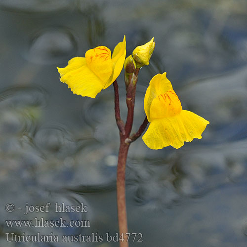 Utricularia australis neglecta major Western Bladderwort