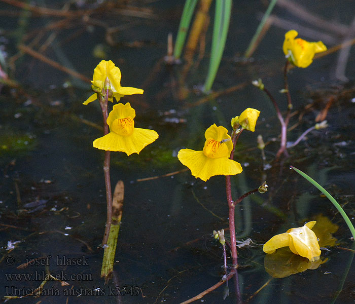 Western Bladderwort Utricularia australis