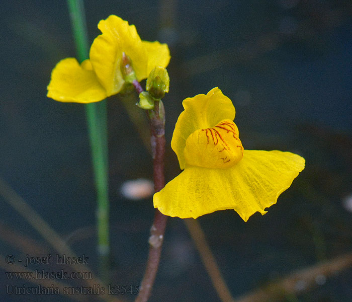 Bublinatka jižní Utricularia australis