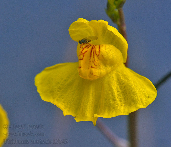 Verkannter Wasserschlauch Utricularia australis