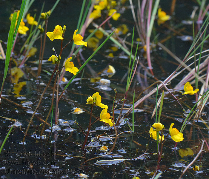 Utricularia australis