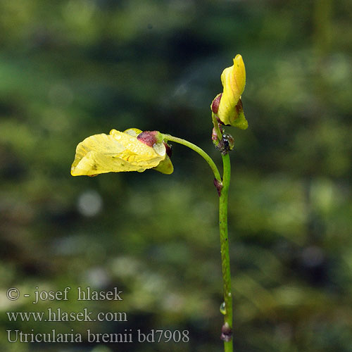 Utricularia bremii Bublinatka vícekvětá Tallerken-blærerod