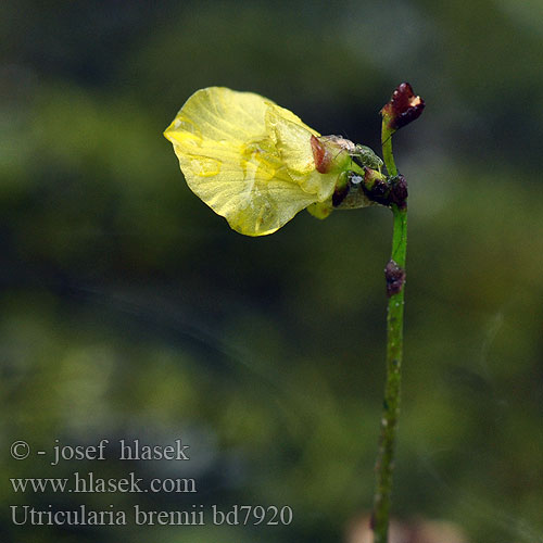 Utricularia bremii Tallerken-blærerod Utriculaire Bremi