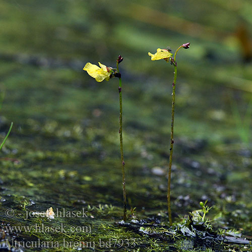 Utricularia bremii Utriculaire Bremi Lápi rence Bremis Wasserschlauch