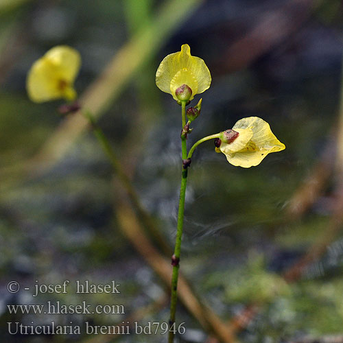 Utricularia bremii Lápi rence Bremis Wasserschlauch Bremowy pucherjak