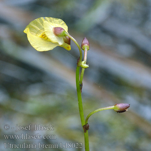 Utriculaire Bremi Utricularia bremii Lápi rence