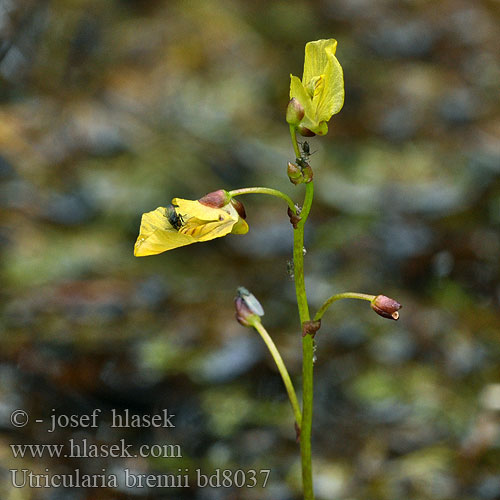 Bremis Wasserschlauch Utricularia bremii Bremowy pucherjak