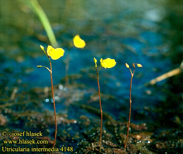 Utricularia intermedia Intermediate Bladderwort Rimpivesiherne Bublinatka prostřední