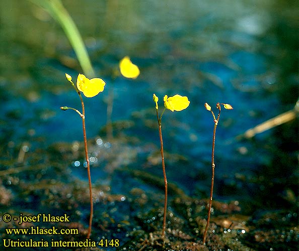 Utricularia intermedia Intermediate Bladderwort Rimpivesiherne Bublinatka prostřední