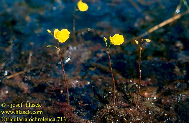 Utricularia ochroleuca Pale Bladderwort Kalvasvesiherne