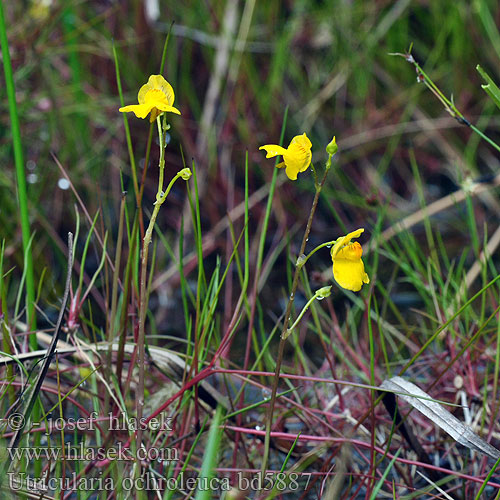 Pływacz krótkoostrogowy Пузырчатка светло-жёлтая Utricularia ochroleuca