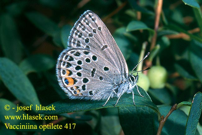 Hochmoor-Bläuling Violetter Silberfleckbläuling Modraszek bagniczek