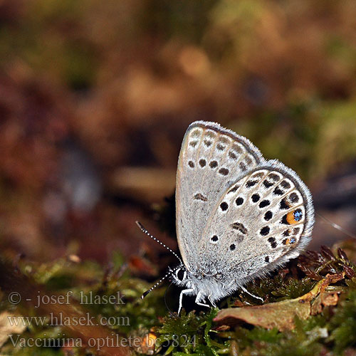 Azuré canneberge Boglárka Hochmoor-Bläuling Violetter Silberfleckbläuling