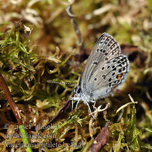 Hochmoor-Bläuling Violetter Silberfleckbläuling Modraszek bagniczek