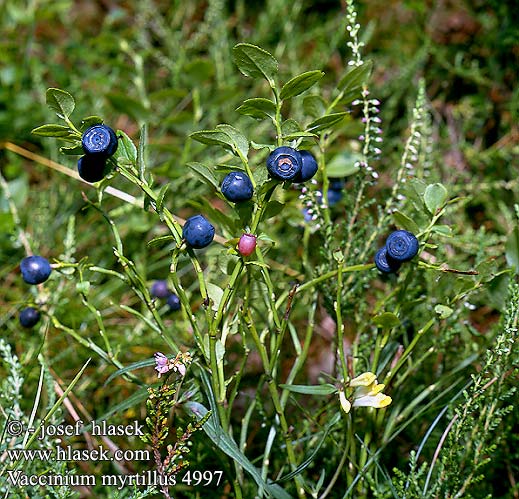 Vaccinium myrtillus Mirtelo Arándano Mustikka Myrtille ブルーベリー