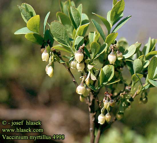 Blauwe bosbes Borówka czarna Черника Blueberry Bilberry Heidelbeere