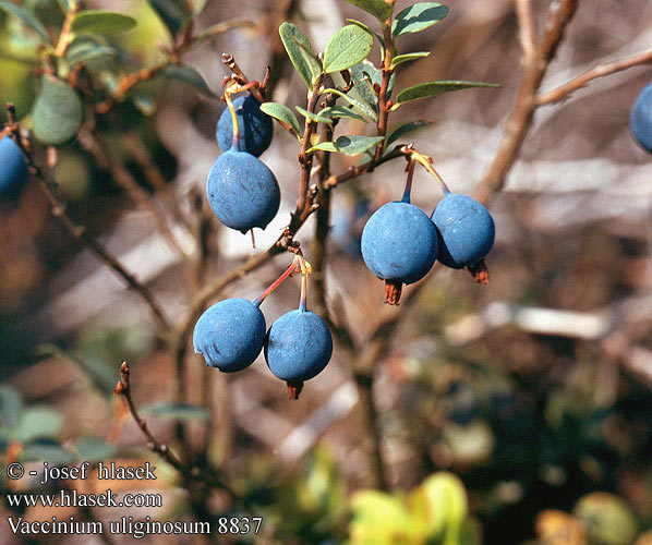 Vaccinium uliginosum Vlochyně bahenní Moor-Heidelbeere