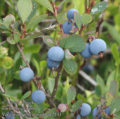 Vaccinium uliginosum Northern Bilberry Borówka bagienna Mosebølle
