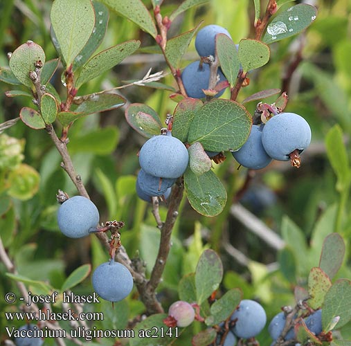 Vaccinium uliginosum Northern Bilberry Borówka bagienna Mosebølle