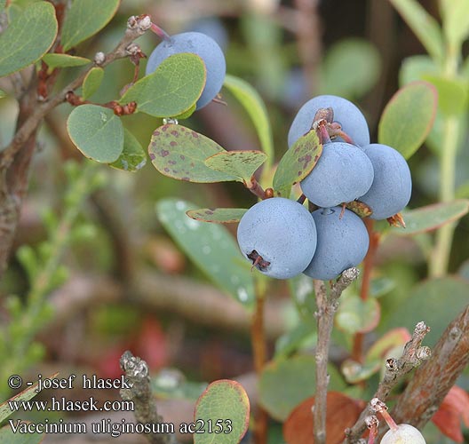 Vaccinium uliginosum Myrtille marais Brusnica barinná Juolukka Odon