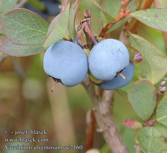 Vaccinium uliginosum Mocsári áfonya Rijsbes Arándano negro